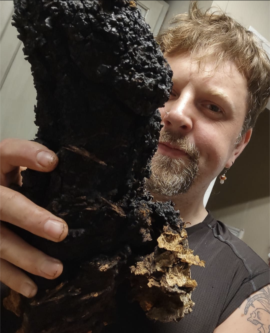 Debunking the Chaga Oxalate Myth: A Closer Look at Safety and Misinformation