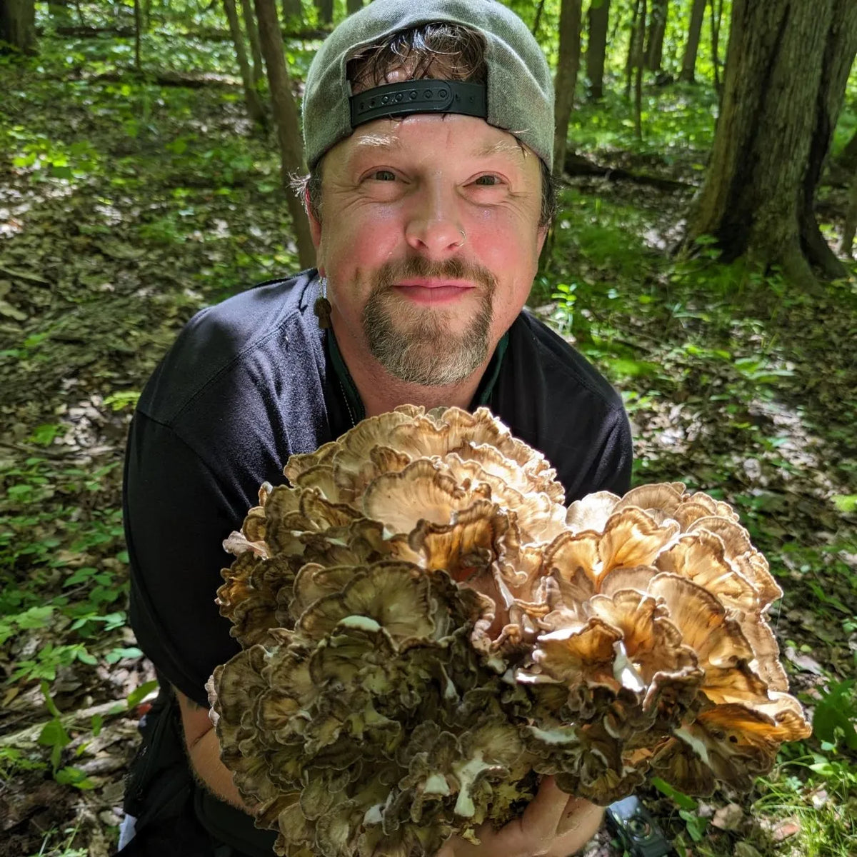 Wild-Foraged Maitake — Grifola frondosa, 1 oz