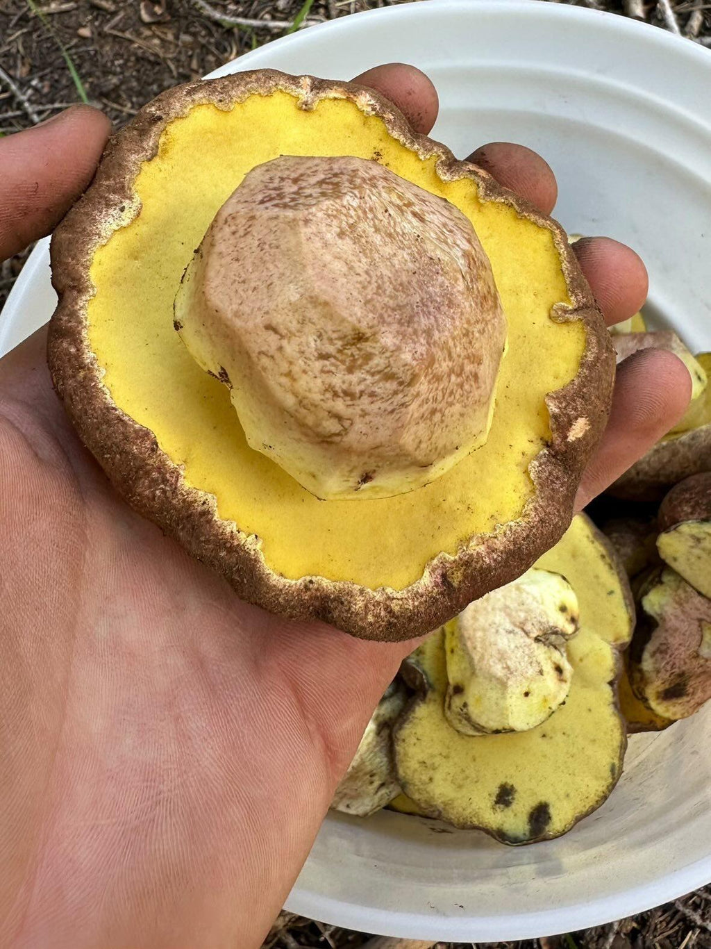 Dried Butter Bolete — Butyriboletus regius