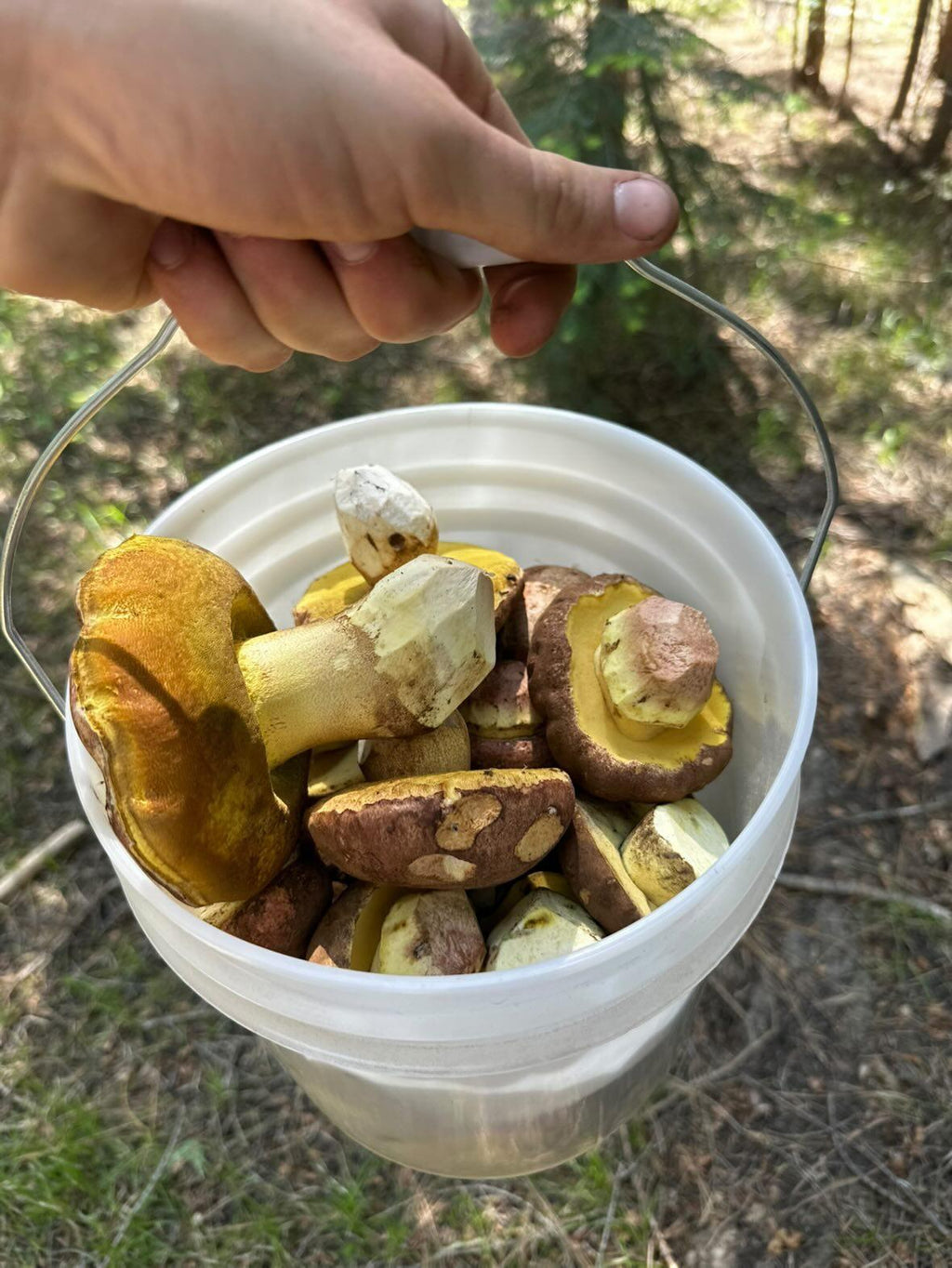 Dried Butter Bolete — Butyriboletus regius