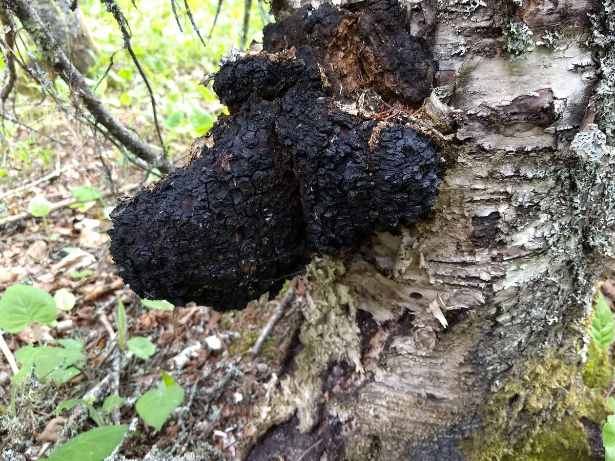 Wild-Foraged Chaga — Coarse Ground, 2 oz