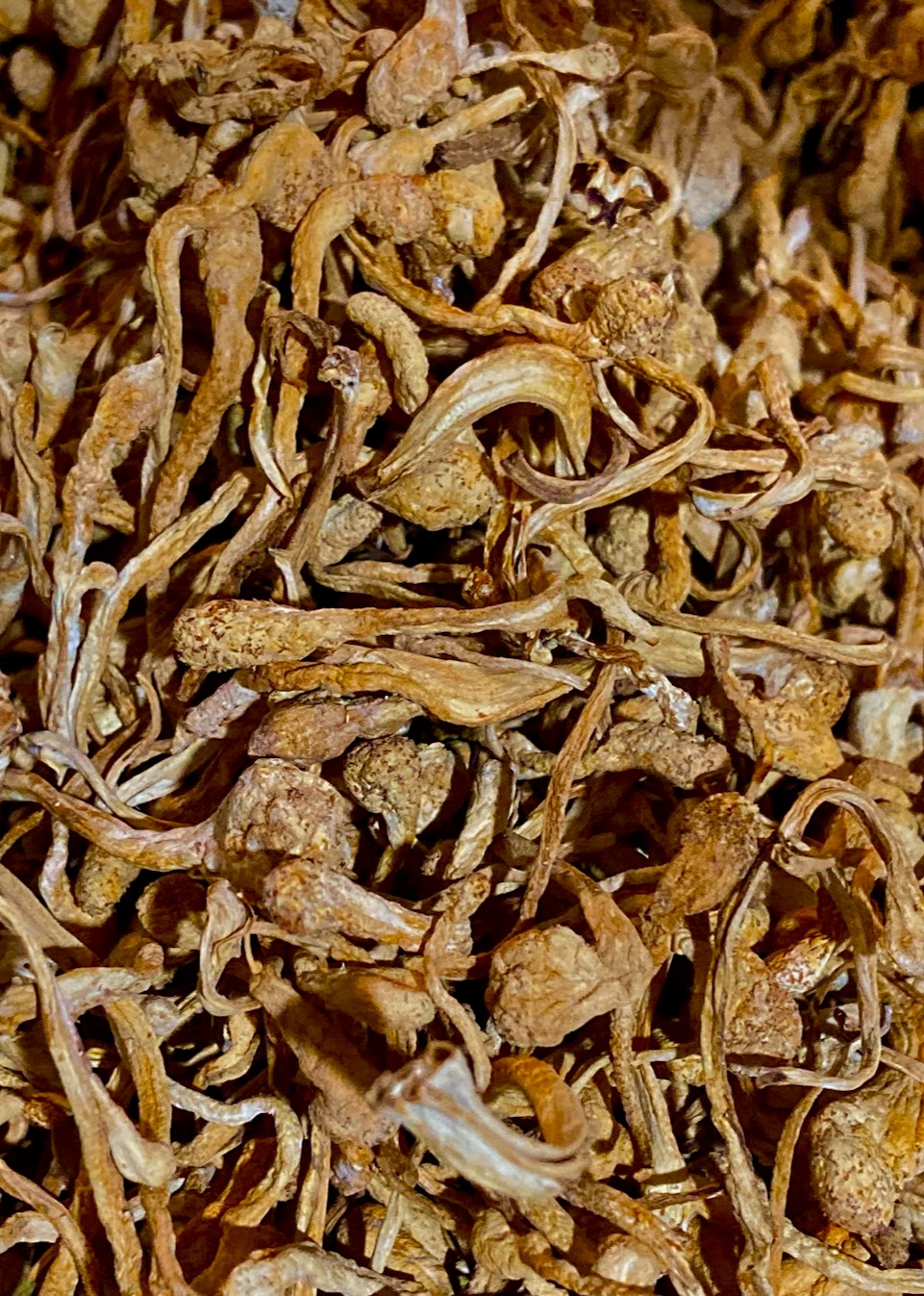 Dried Cordyceps Mushroom Fruit Bodies — 1 oz