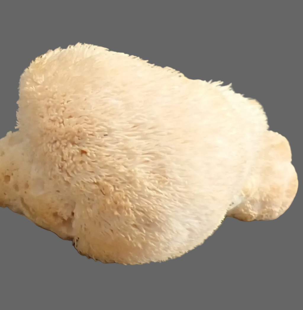 Lions Mane Mushroom Coffee